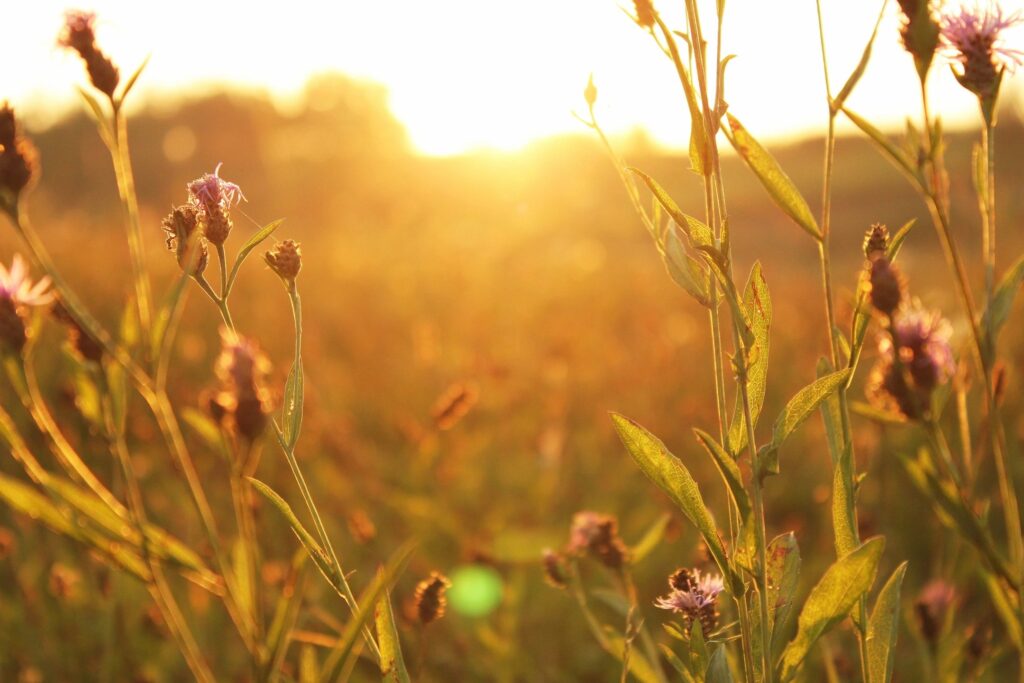 Sunrise over a golden grain field — everyday beauty and peace.