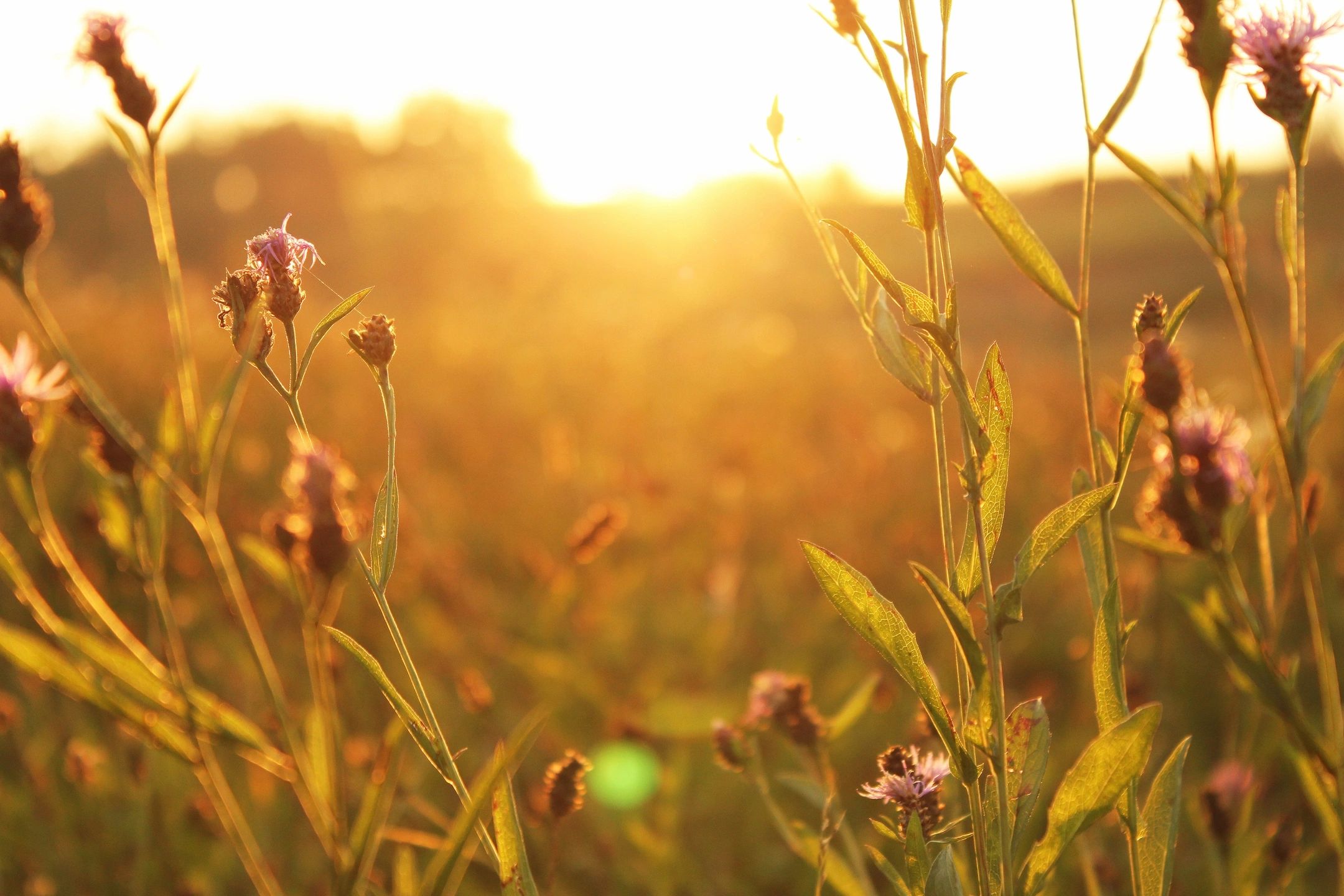 Sunrise over a golden grain field — everyday beauty and peace.